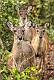 image by Kirms Photography White-tailed Deer-12